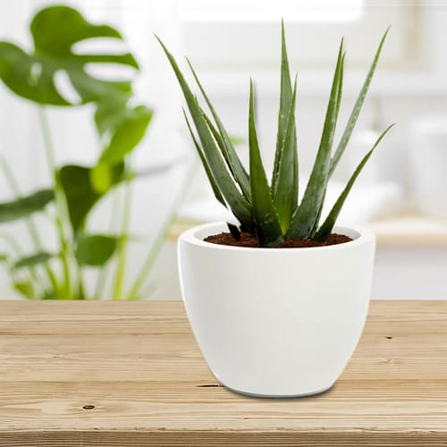 Aloevera | Jai ho kisan