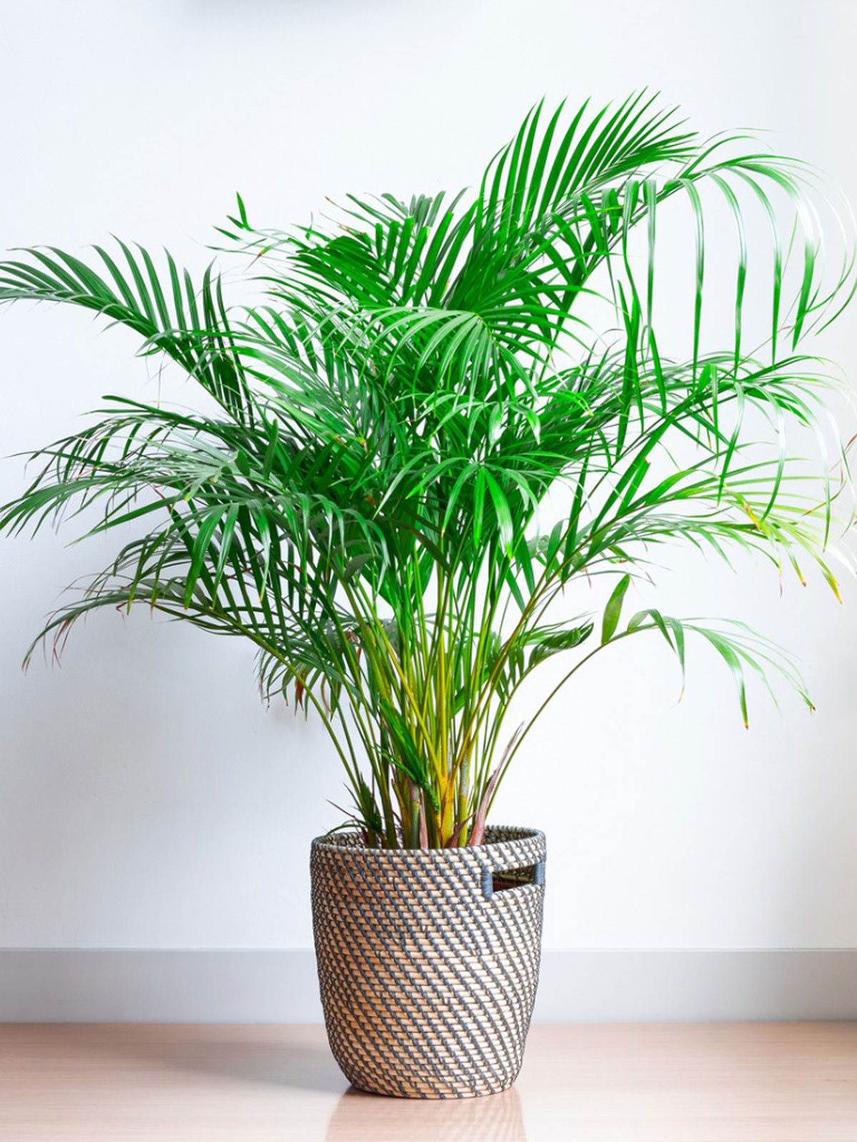  Areca palm |Jai Ho Kisan 