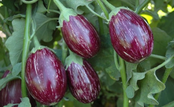 brinjal crop duration