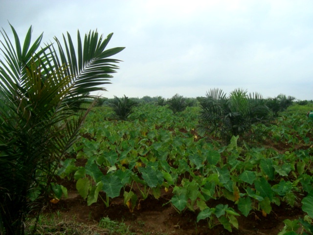 Intercropping in Oil Palm