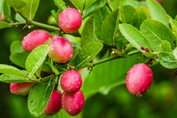 Karonda fruits | Jai Ho Kisan