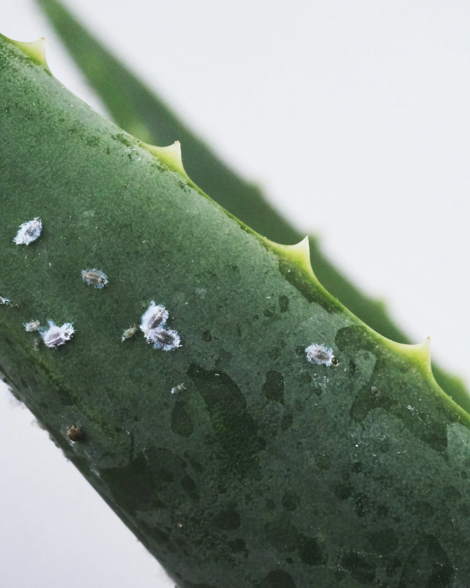 Mealy bug | Aloevera