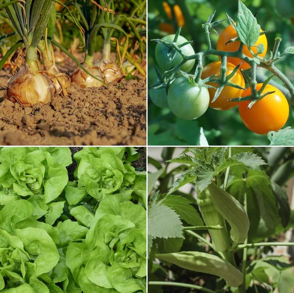 Rabi vegetable crops suitable for Telangana state 