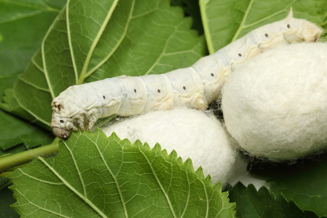 Silkworm larvae along with cocoons