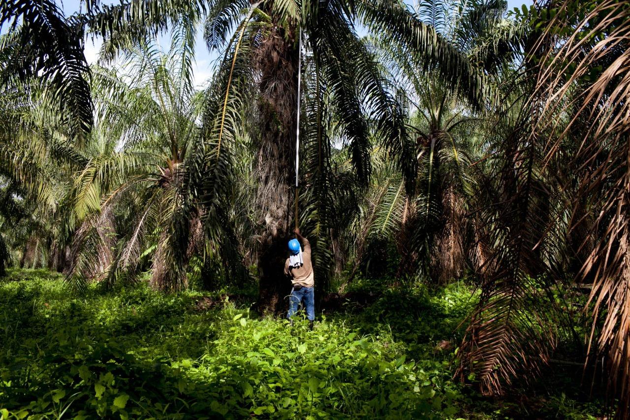 Ablation in Oil Palm