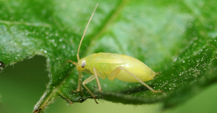 Aphids