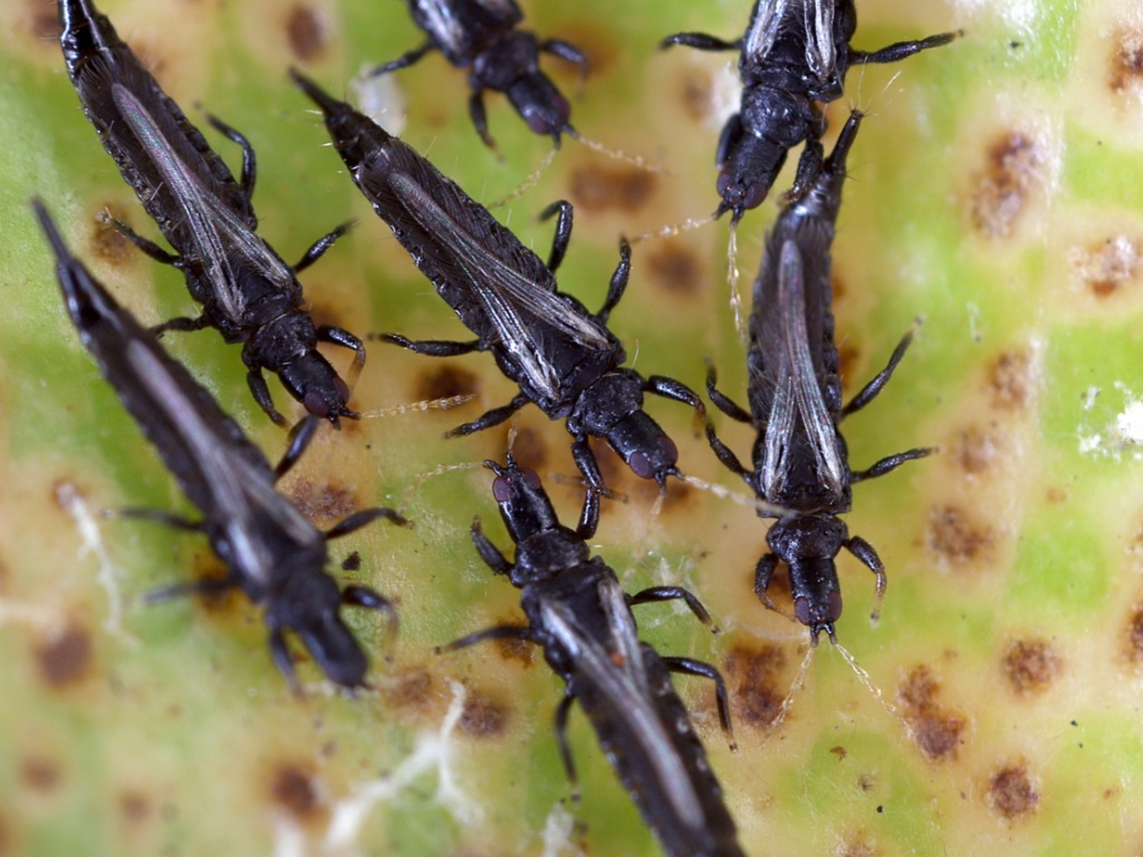 Western Thrips / Black Thrips