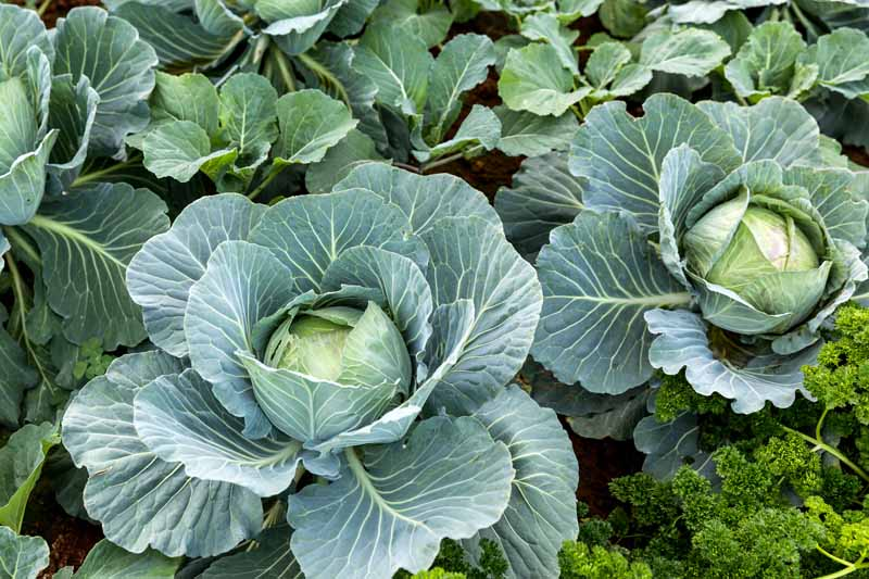 cabbage