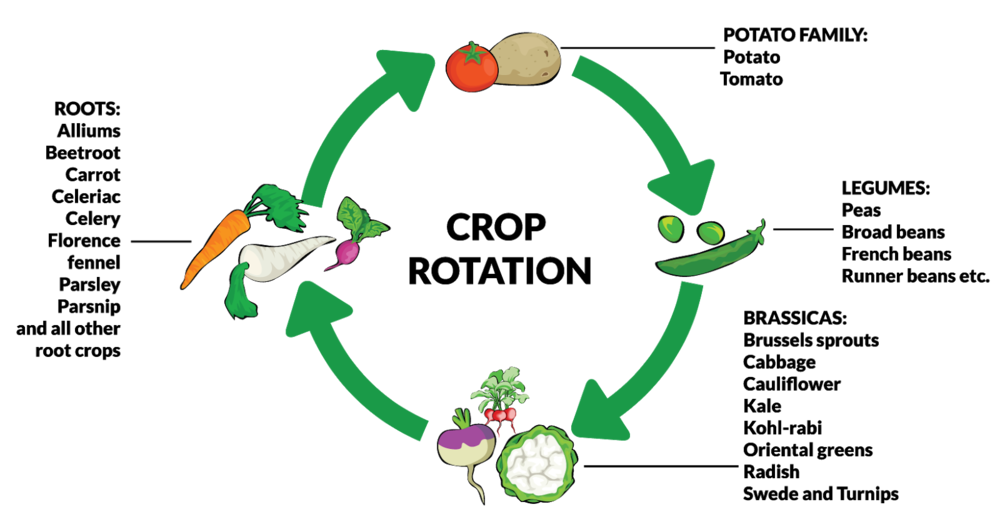 Crop Rotation (Cultural control)