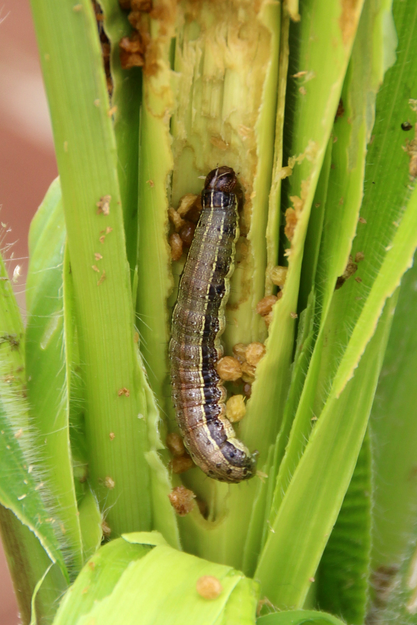 Fall Armyworm Pest Attack