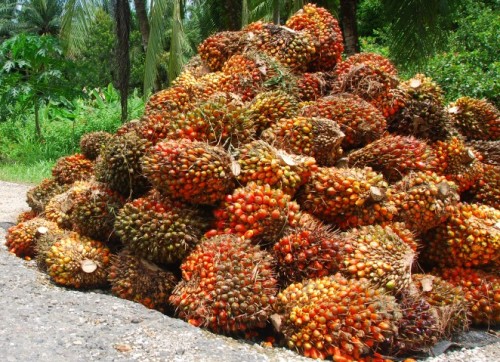 Harvesting in Oil Palm