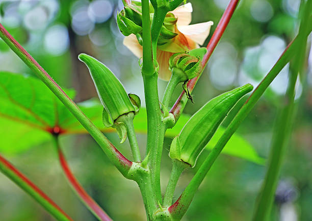 ladyfinger farming