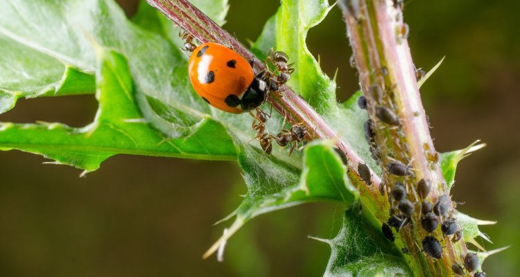 Ladybird beetle feeding on sucking pest (Biological control )