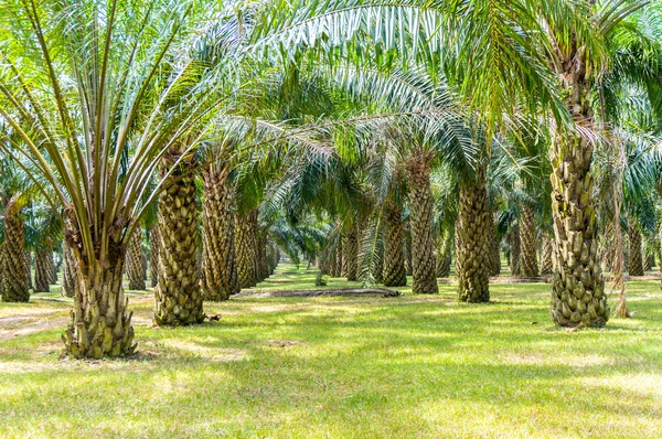 Oil Palm Cultivation