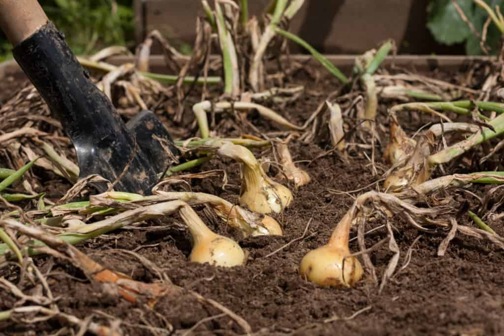 Harvesting onion bulbs