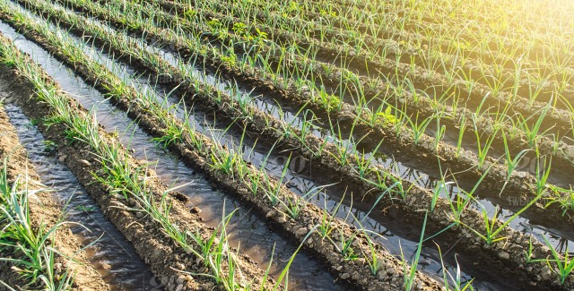 Irrigation in Onion Field