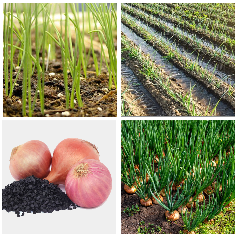 Onion Growth and Production