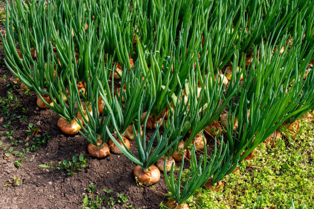 Cultivation of onion 