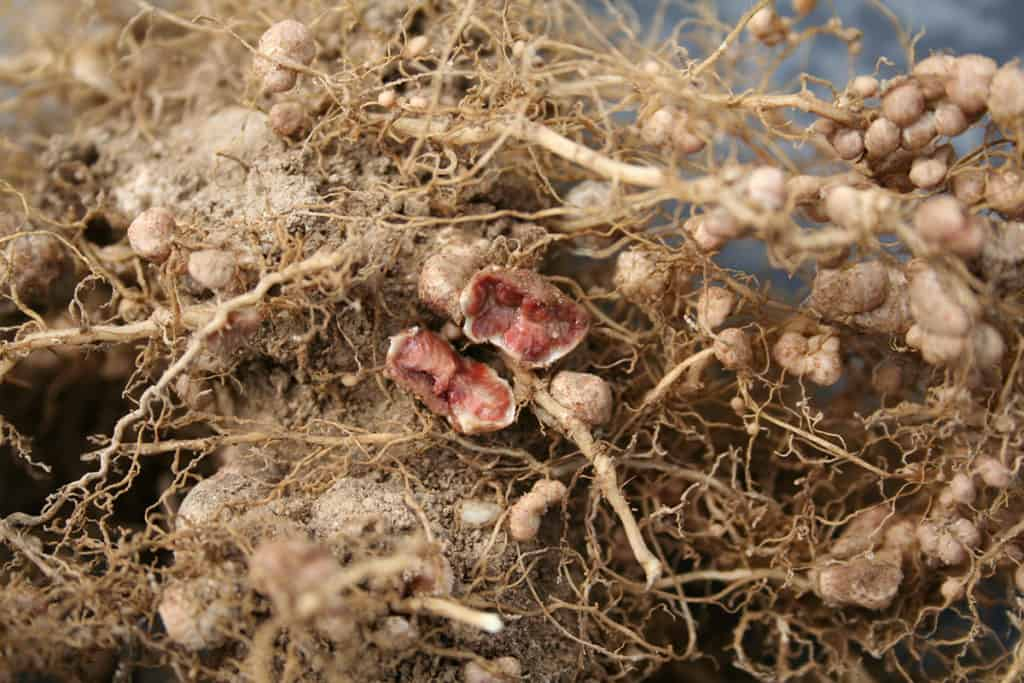 Root nodules containing Rhizobium