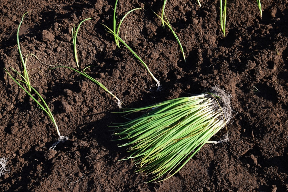 Seedlings ready to be harvested in the main field 