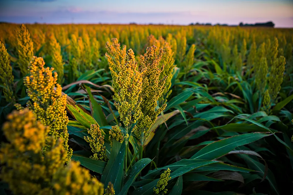 Sorghum Cultivation