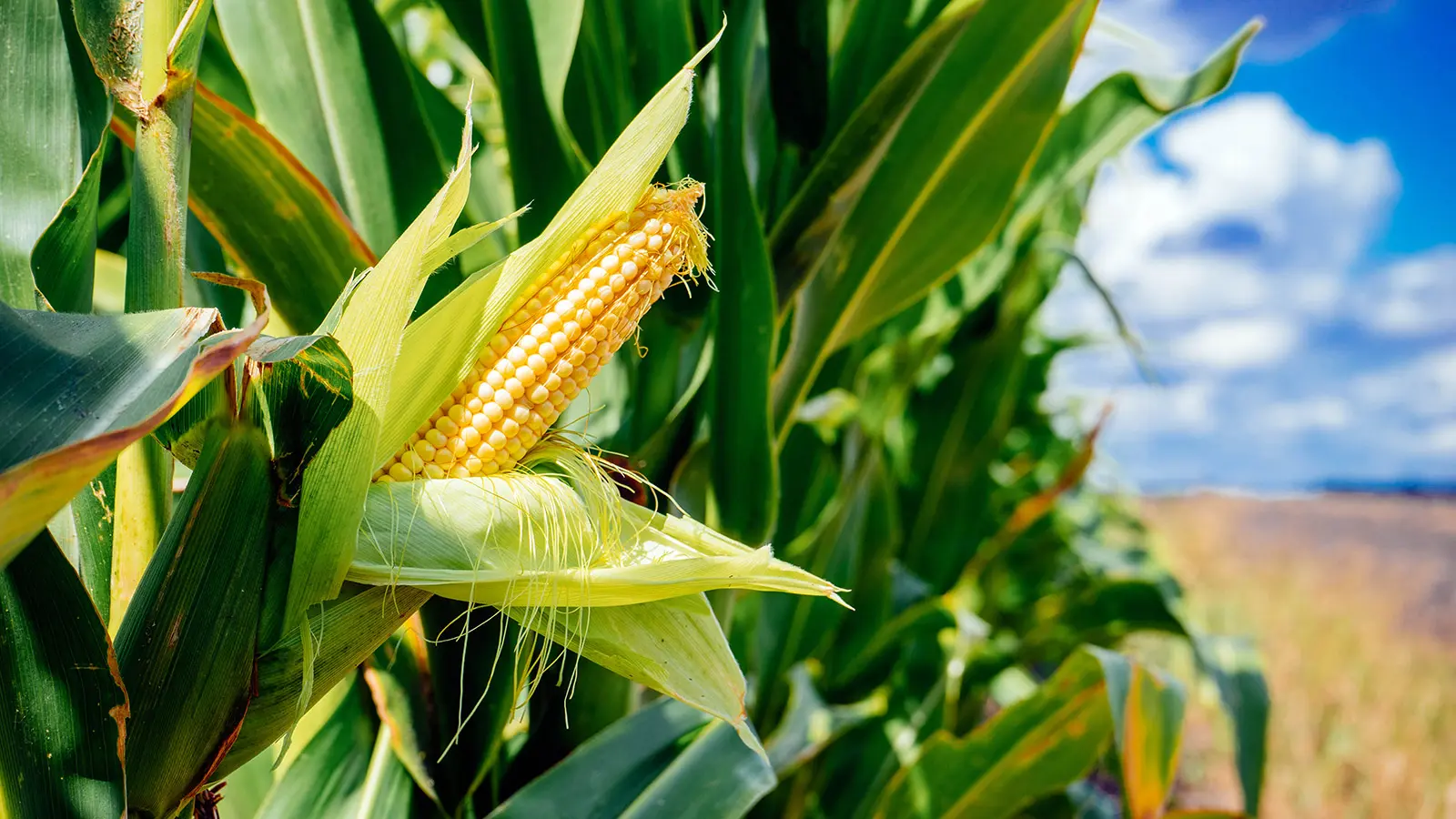 Maize crop