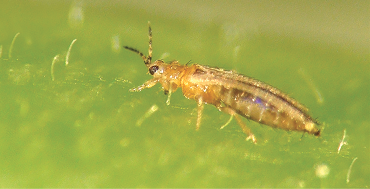 Thrips