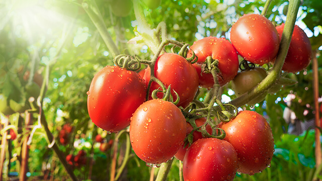 Tomato crop |Jai ho kisan