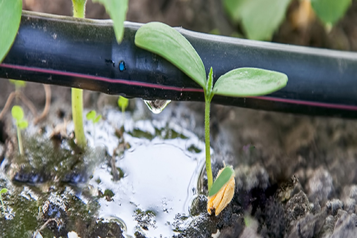 drip irrigation